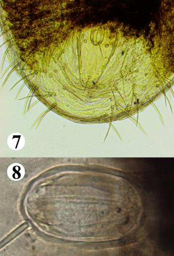 Réf. 233 151 : Ornithonyssus bacoti